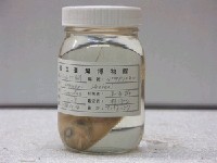 藏品(小長棘鯛)的圖片